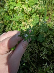 Geranium carolinianum carolinianum