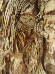 Melaleuca cuticularis