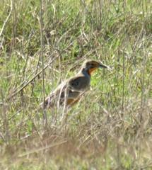 Macronyx capensis capensis