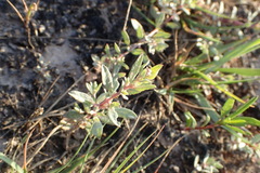 Atriplex texana
