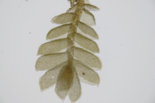 Micropterygioideae
