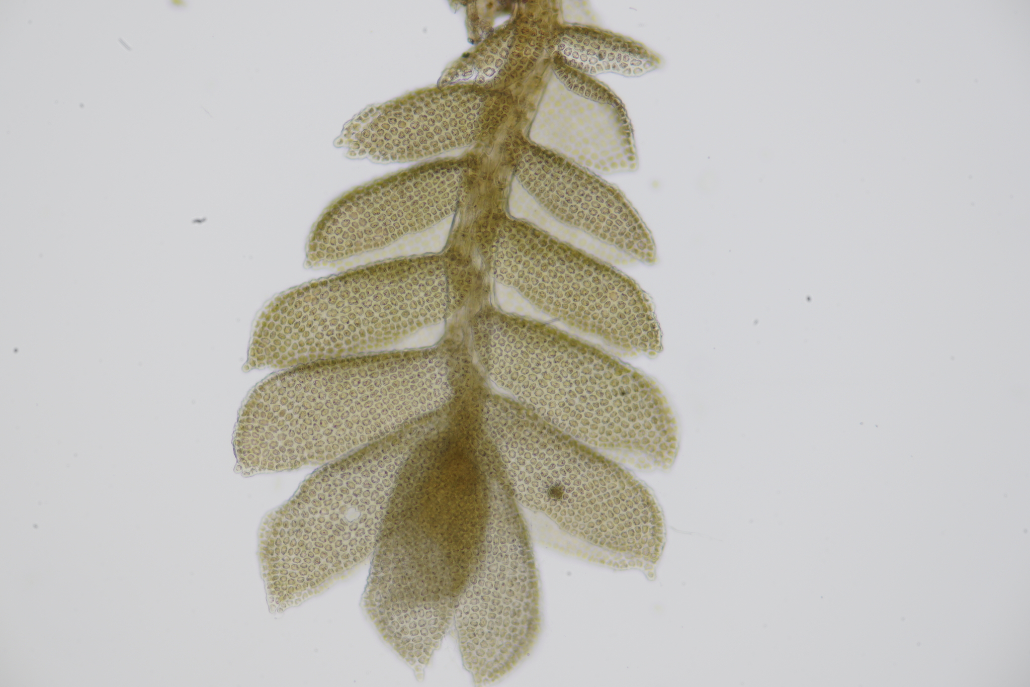 Mytilopsis albifrons