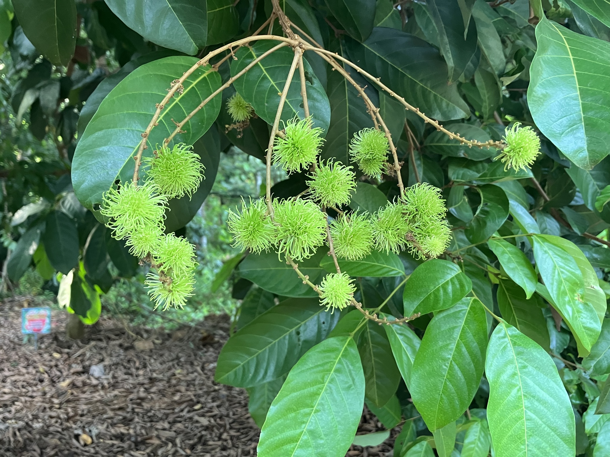 Imagem de Rambutan