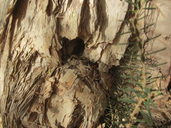Melaleuca cuticularis