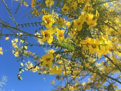 Parkinsonia aculeata