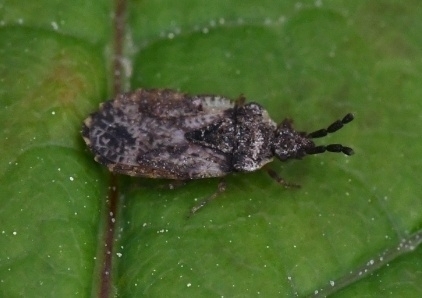 Aradus depressus