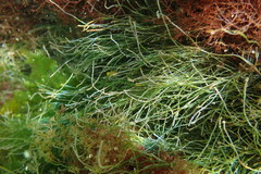 Chaetomorpha robusta