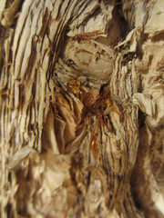 Melaleuca cuticularis