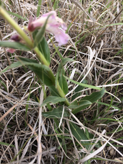 Penstemon albidus