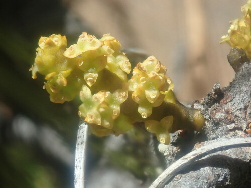 Arceuthobium gillii