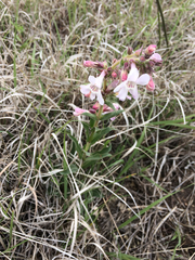 Penstemon albidus