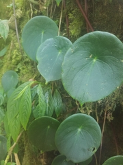 Peperomia hernandiifolia