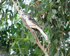 Mimus polyglottos
