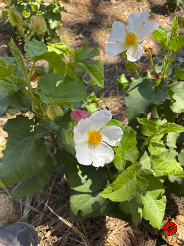 Avistamiento Cistus populifolius