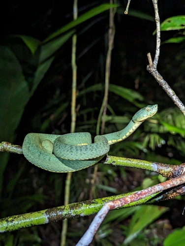 Green Jararaca