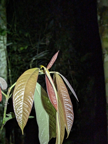 Striped Sharpnose Snake