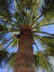 Washingtonia robusta