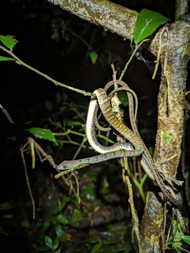 Olive Forest Racer