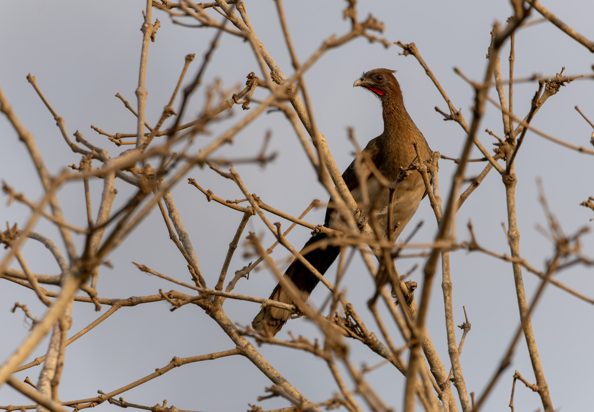 Chestnut-winged Chachalaca (Ortalis garrula), photo 8