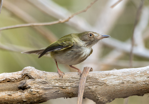 Pale-eyed Pygmy Tyrant (Atalotriccus pilaris), photo 7