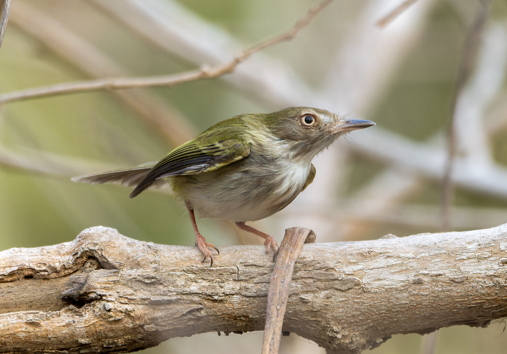 Pale-eyed Pygmy Tyrant (Atalotriccus pilaris), photo 8
