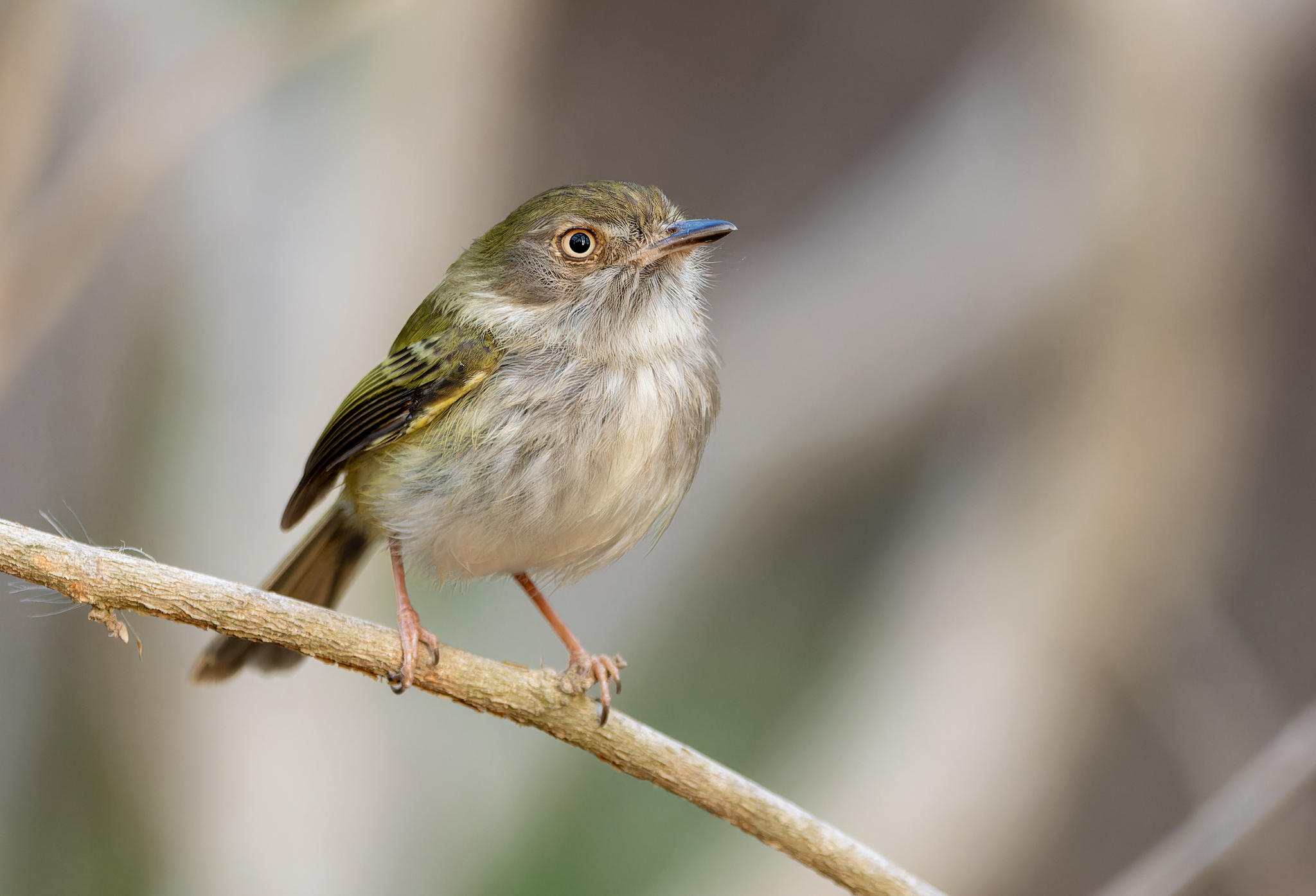 Pale-eyed Pygmy Tyrant (Atalotriccus pilaris), photo 9