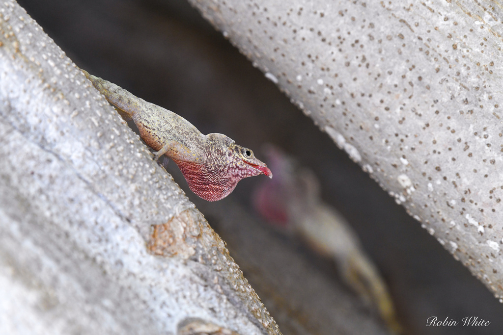 Guantanamo Anole