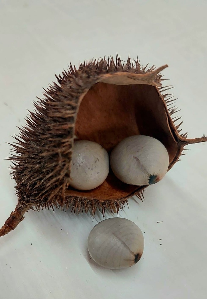 Nickernut Beanshell Nickernut from La Huerta, Jal., MX on April 15, 2024 at 12:08 PM by ...