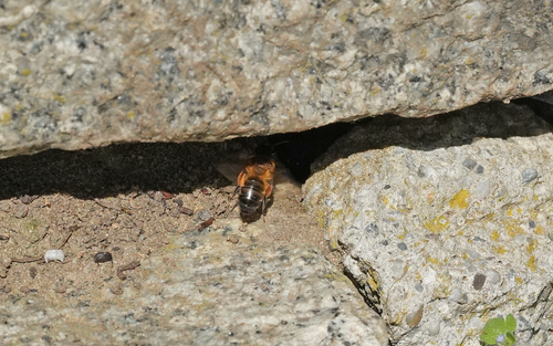 Buffish Mining Bee photo 3