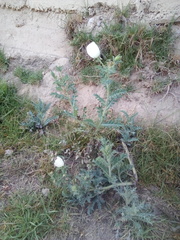 Argemone grandiflora