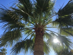 Washingtonia robusta