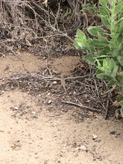 Sceloporus occidentalis