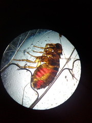 Ctenocephalides canis