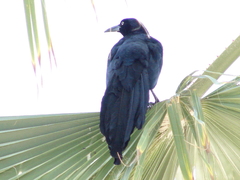 Quiscalus mexicanus