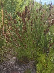 Thamnochortus lucens