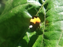 Phyllotropis cingulata