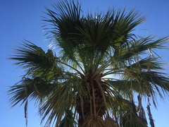 Washingtonia robusta