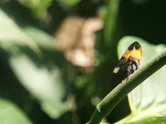 Phyllotropis cingulata