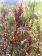 Thamnochortus lucens