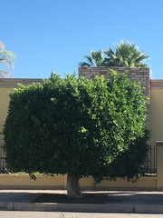 Ficus