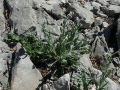 Cynoglossum columnae, photograph Daniel Cahen, CC BY, iNaturalist via GBIF