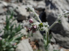 Cynoglossum columnae, photograph Daniel Cahen, CC BY, iNaturalist via GBIF