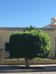 Ficus