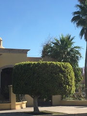 Ficus
