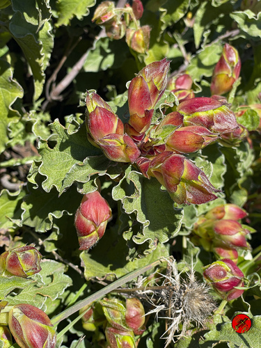 Avistamiento Cistus populifolius