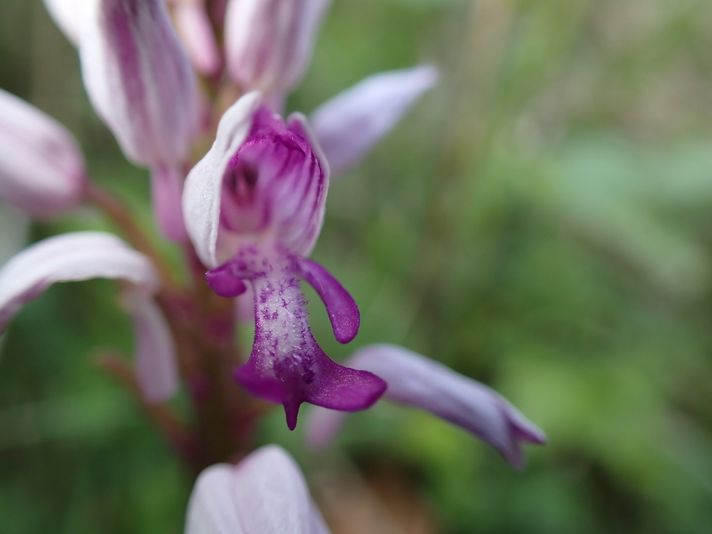 Orchis militaris
