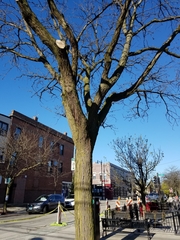 Gleditsia triacanthos
