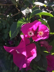 Bougainvillea