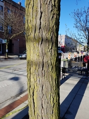 Gleditsia triacanthos