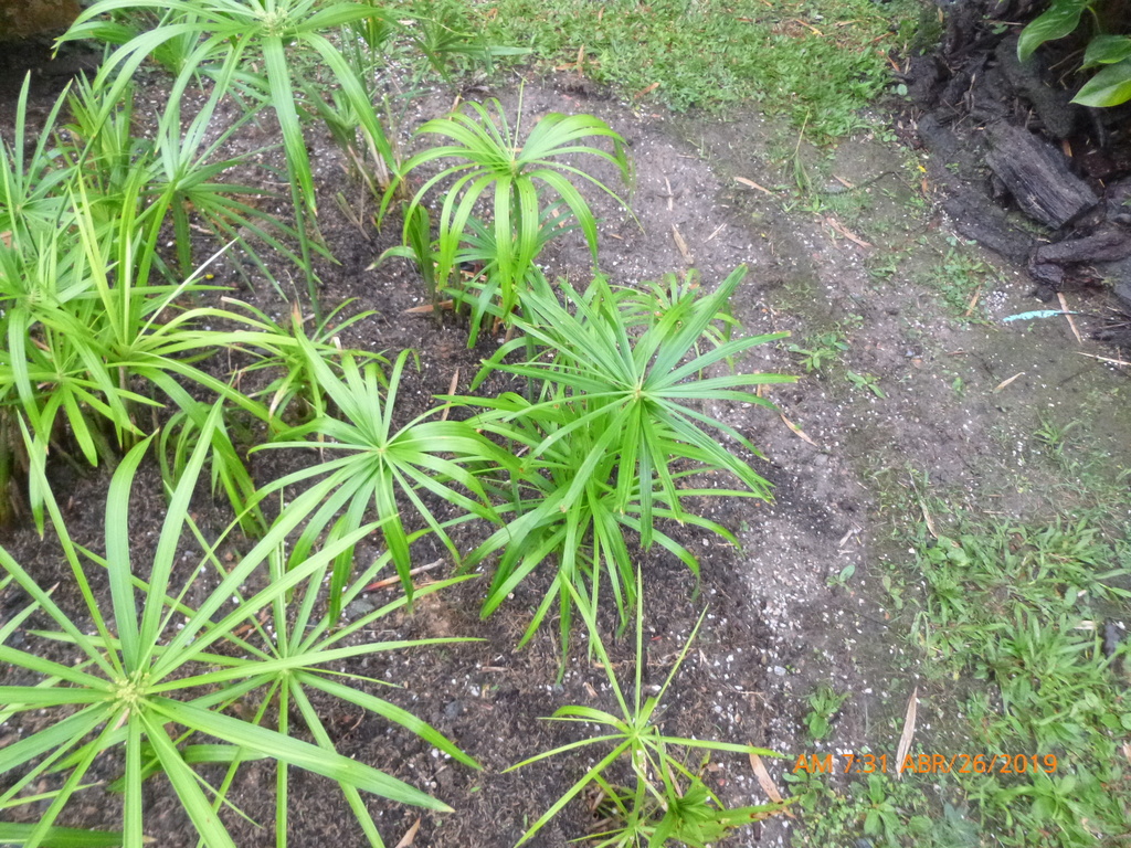 Циперус — Cyperus alternifolius